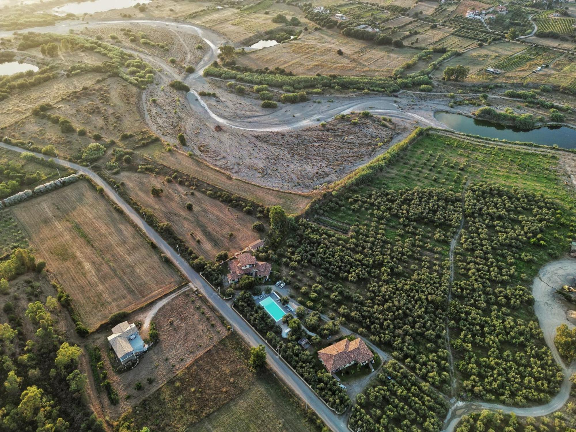 Armandiola